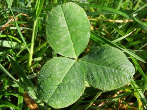 3-leaf-clover